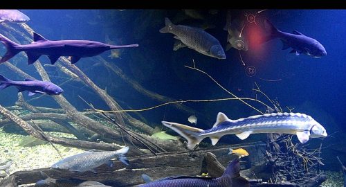 Slatkovodne ribe dokumentarni film Aquatika Karlovac